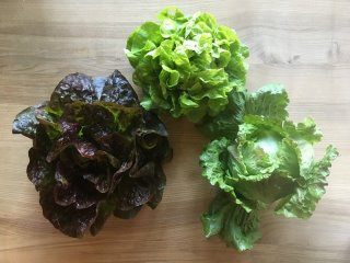 Kopfsalat verschiedene